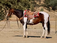 ცხენი, National Show Horse — ფოტო 5