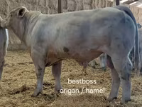 ხარი, Charolais cattle — ფოტო 6