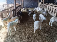 Schaf, Awassi sheep — Foto 2