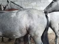 ცხენი, Horse breed — ფოტო 3