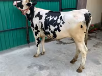 गाय, गोलस्टीन नस्ल — फ़ोटो 5