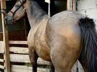Caballo, French Trotter — foto 3