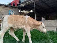 Toro, Montbéliarde — foto 2