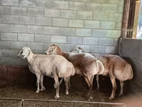 Sheep, Afghan Arabi sheep — photo 4