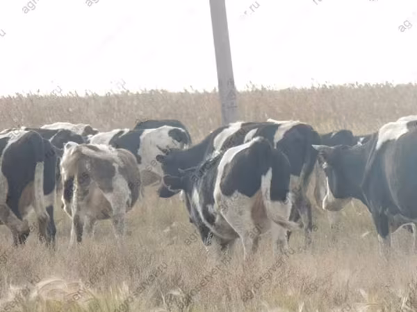 Bulle, Holstein-Rasse