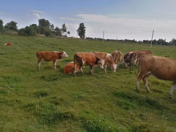 母牛, Cattle — 俄罗斯