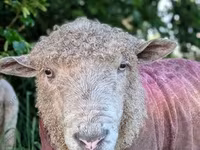 Carnero, Precoce sheep — foto 7