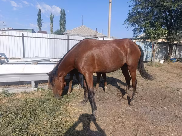 Mare, Thoroughbred horse