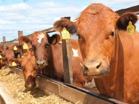 Vaca, Swiss cattle — foto 7