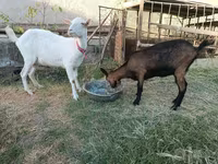 თხა, Saanen goat — ფოტო 1