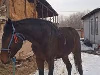 Hengst, Arabian horse — Foto 1