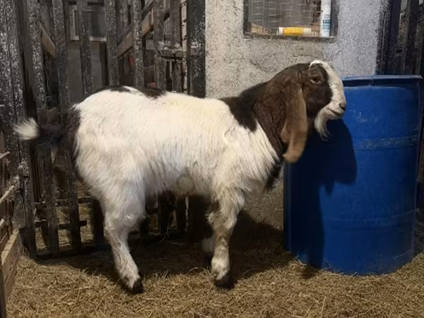 თხა, Kamori goats — რუსეთი