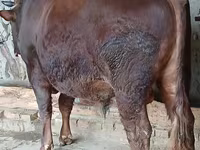 Toro, Vaca de estepa roja — foto 1
