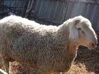 Carnero, Assaf sheep — foto 2