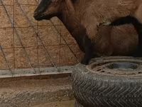 თხა, თხები — ფოტო 3