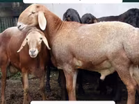 Ram, Arashan sheep — photo 4