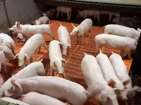 Eber, Schweine — Foto 4
