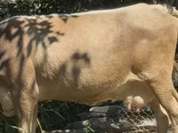 Cow, Cattle — photo 1