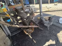 एडलर सिल्वर — फ़ोटो 4