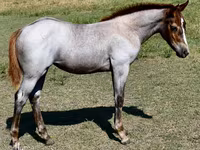فرس, Quarter Horse — الصورة 1