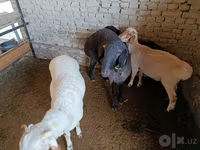 मेढ़ा, भेड़ — फ़ोटो 4