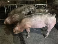 Porci de casa — الصورة 1