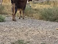 Ziegenbock, Ziegen — Foto 1