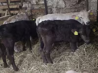 Bulle, Simmental cattle — Foto 1