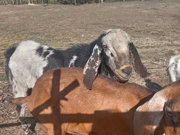 თხა, Nubian Goat