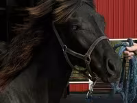 Caballo, Rocky Mountain Horse — foto 8