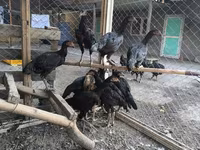 Chickens — ფოტო 3