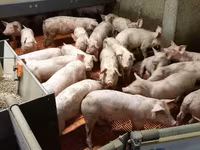 Sow, Pigs — photo 6