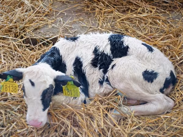 Bulle, Holstein-Rasse