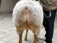 भेड़, Awassi sheep — फ़ोटो 5