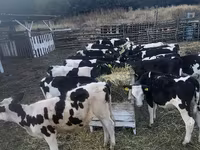 母牛, Cattle — 照片 3