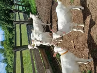 Cabra, Cabras — foto 5