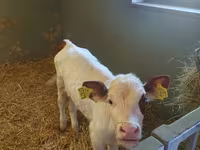 ძროხა, Simmental cattle — ფოტო 2