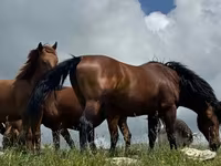 Caballo, Caballos — foto 6