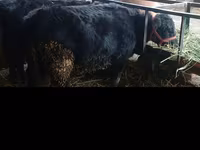 Bulle, Aberdeen-Angus — Foto 3