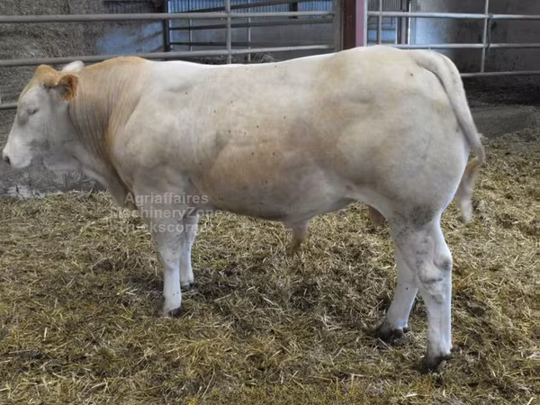 Toro, Blonde d’Aquitane cattle
