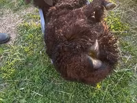 मेढ़ा, Katum sheep — फ़ोटो 6