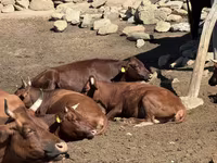 ძროხა, Latvian Blue cattle — ფოტო 1