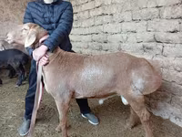 Ram, Sheep — photo 2