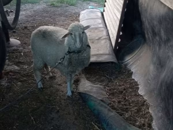 Sheep, Sheep
