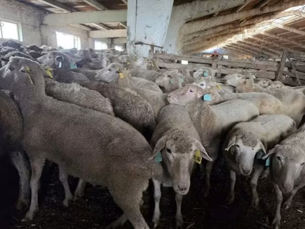 ცხვარი, Kuibyshev sheep
