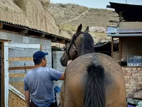 Caballo, French Trotter — foto 2