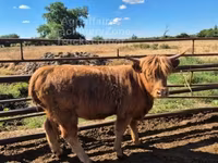 Toro, Highland — foto 3
