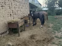 Caballo, Friesian sport horse — foto 2