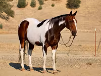 ცხენი, National Show Horse — ფოტო 6