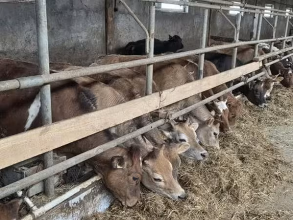 Vaca, Raza Holstein